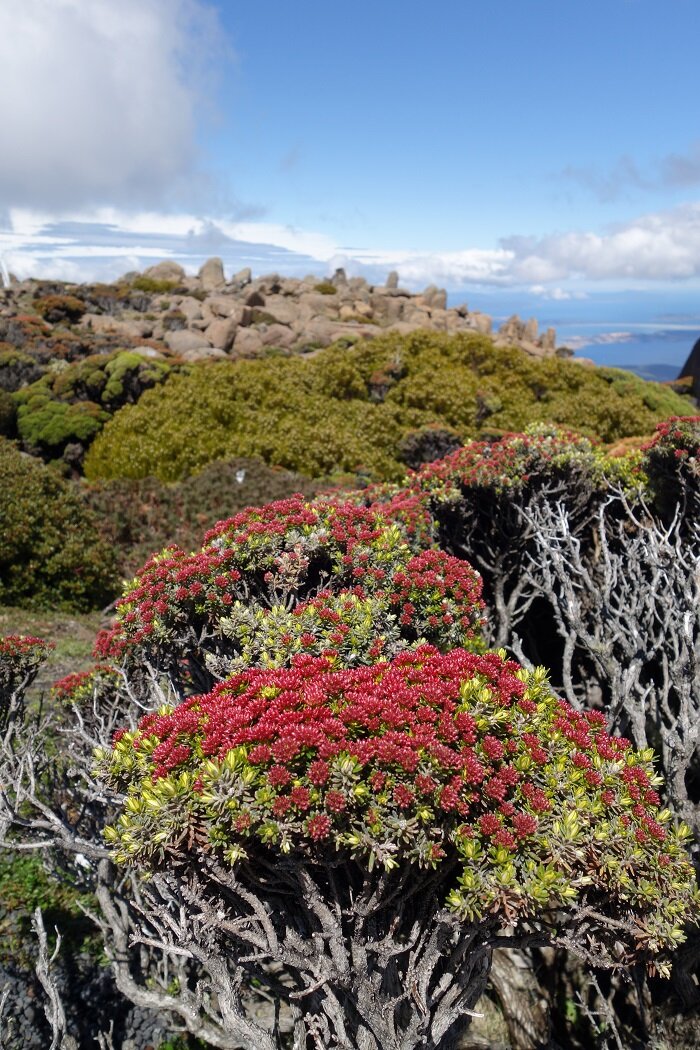 Das beste von Tasmanien (11)