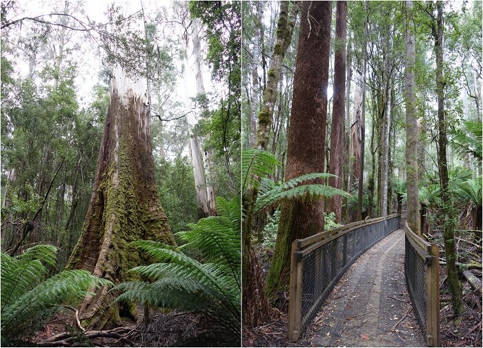 Das beste von Tasmanien (2)